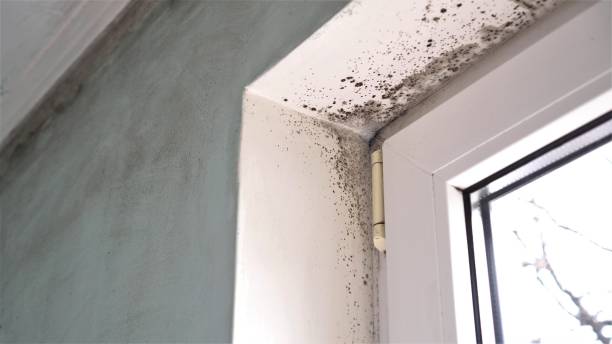 Biohazard Mold Removal in Perris, CA