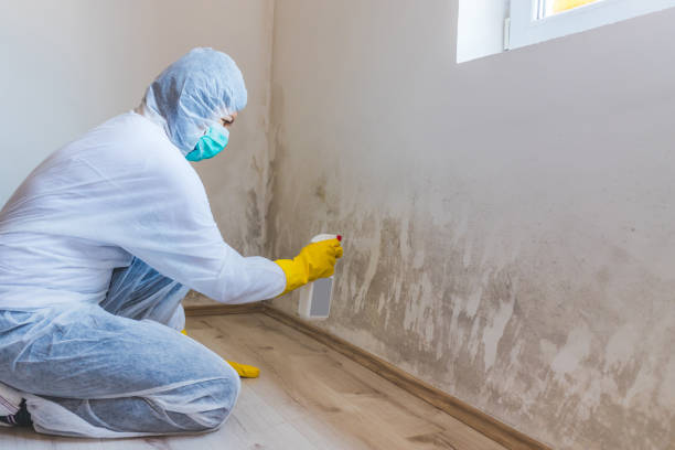 Best Basement Mold Removal  in Perris, CA