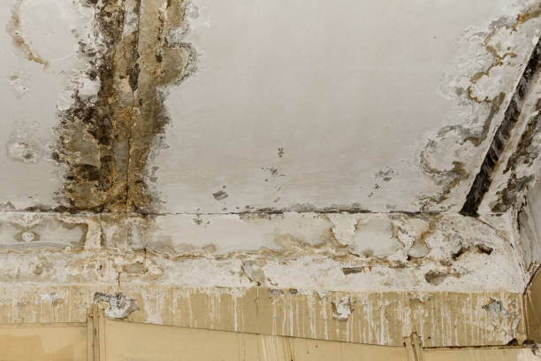 Environmental Consulting for Mold Prevention in Perris, CA